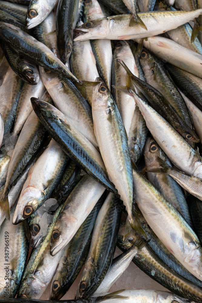 Fresh mackerel fish (Scomber scrombrus) on ice at seafood market.healthy life concept, diet. Fresh mackerel fish (Scomber scrombrus) on ice at seafood market.healthy life concept, diet.