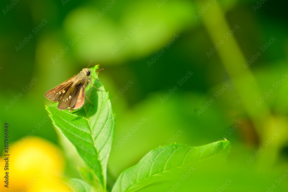 Close-up of insects sitting on green leaf Close-up of insects sitting on green leaf