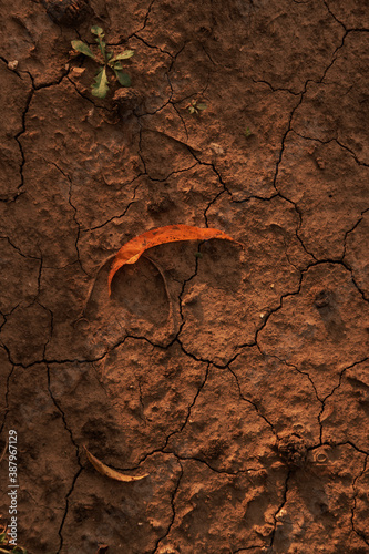 Fallen autumn leaf on dry cracked earth.