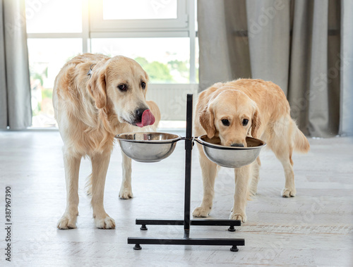 Photography Couple of golden retrievers drinking water