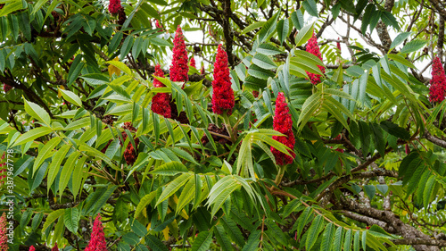 (Rhus typhina) Essigbaum oder Hirschkolbensumach mit Reifer Fruchtstand von einer dichten, zottigen Schicht langer, roter und weicher Haare umgeben