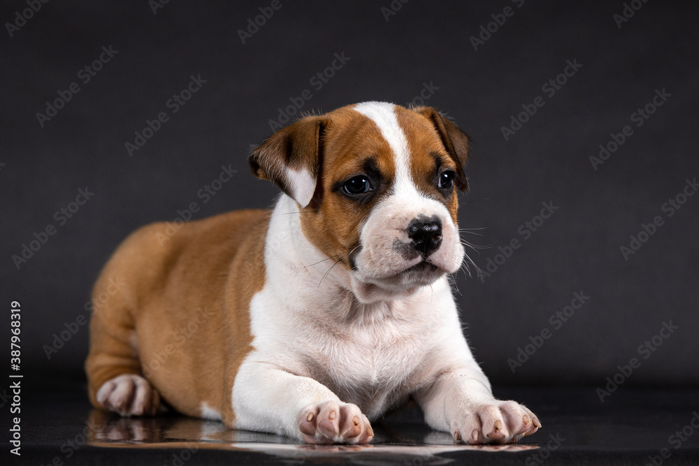 american staffordshire terrier puppy portrait