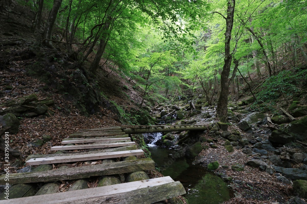 Obraz premium 登山道の木製の橋 (渓谷)