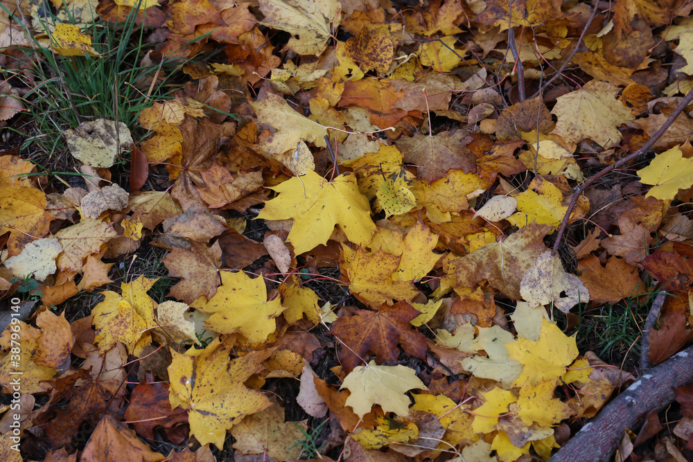 Maple leaves lie in the grass in autumn