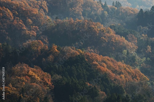 (秋/紅葉) 秋色に染まる木々