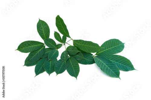 Hevea brasiliensis on white background.Rubber leaves.