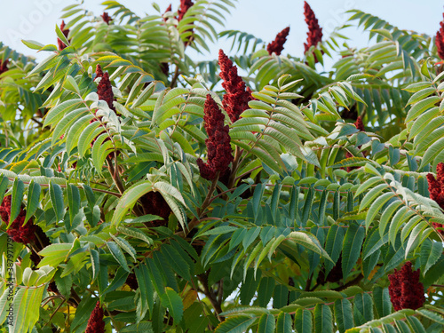 (Rhus typhina) Essigbaum oder Hirschkolbensumach mit Reifer Fruchtstand von einer dichten, zottigen Schicht langer, roter und weicher Haare umgeben photo