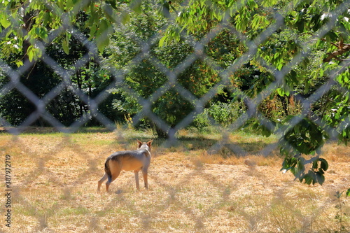 Wolf dog locked behind a fence in the wildlife Park in Silz Palatinate Germany