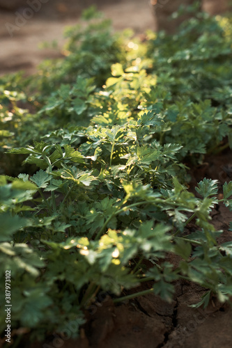 Curly parsley. Plantation of greenery close-up. Food background of green parsley leaves