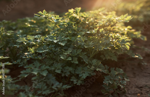 Curly parsley. Plantation of greenery close-up. Food background of green parsley leaves