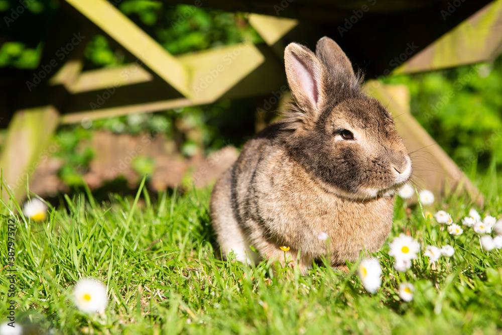 Fototapeta premium Cute rabbit sitting in grass amongst daisies