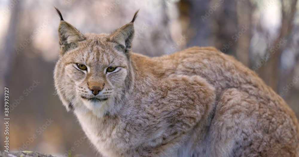 Close-up of a Eurasian lynx resting in forest looking into camera Close-up of a Eurasian lynx resting in forest looking into camera