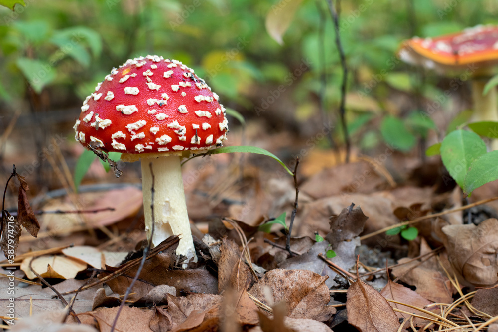 Fly agaric or Amanita muscaria. A toxic inedible mushroom in forest nature Fly agaric or Amanita muscaria. A toxic inedible mushroom in forest nature