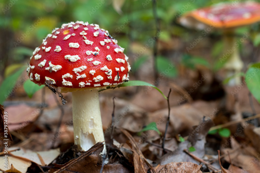 Fly agaric or Amanita muscaria. A toxic inedible mushroom in forest nature Fly agaric or Amanita muscaria. A toxic inedible mushroom in forest nature