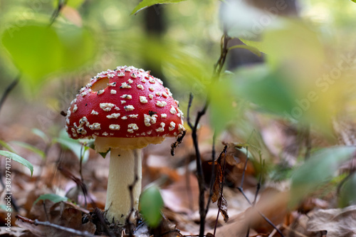 Fly agaric or Amanita muscaria. A toxic inedible mushroom in forest nature