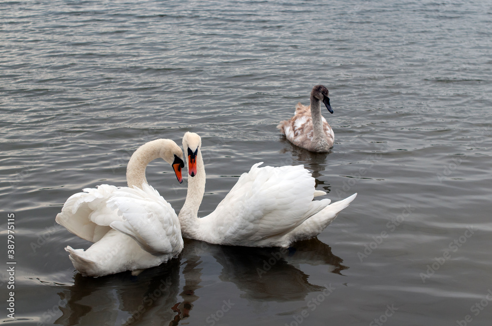 Two white swans couple in love. Swans in water Two white swans couple in love. Swans in water
