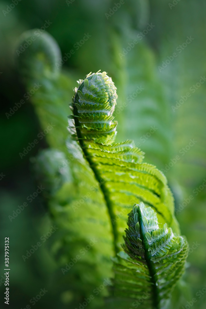 Green branches of young fern in the sun on a natural background. Green branches of young fern in the sun on a natural background.