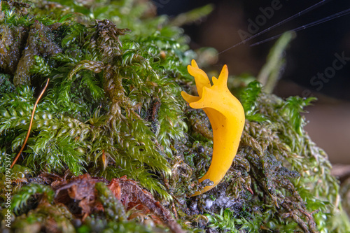 yellow sticky hornling ,Calocera viscosa, mushroom in the moss