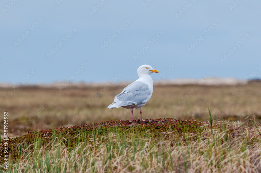 Fototapeta premium Glaucous Gull (Larus hyperboreus) in Barents Sea coastal area, Russia