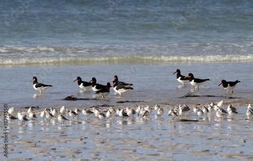 huîtrier pie et bécasseau sanderling sur une plage en Bretagne