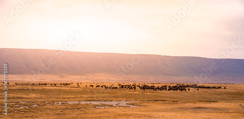 Herd of gnus and wildebeests in the Ngorongoro crater National Park, Wildlife safari in Tanzania, Africa.