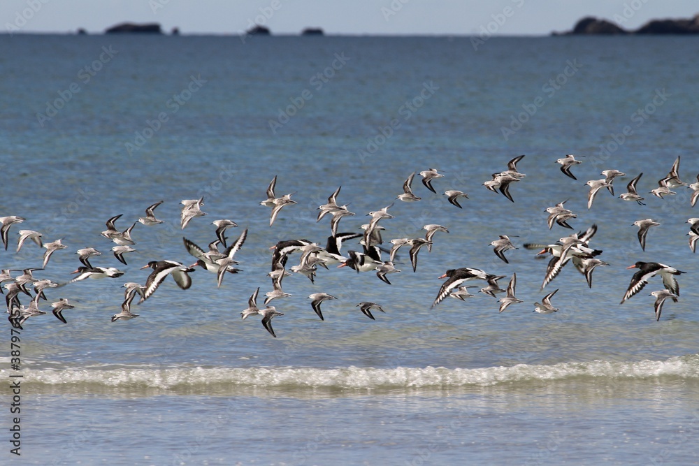 bécasseaux sanderling et autres oiseaux marins sur un rivage breton