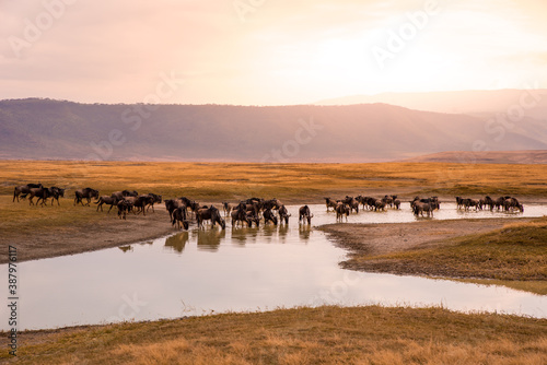 Herd of gnus and wildebeests in the Ngorongoro crater National Park, Wildlife safari in Tanzania, Africa. photo