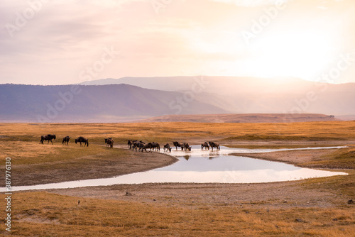 Foto Herd of gnus and wildebeests in the Ngorongoro crater National Park, Wildlife safari in Tanzania, Africa