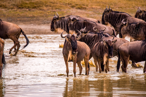 Fototapeta Naklejka Na Ścianę i Meble -  Herd of gnus and wildebeests in the Ngorongoro crater National Park, Wildlife safari in Tanzania, Africa.