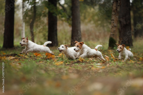 Φωτογραφία four dogs running in yellow leaves