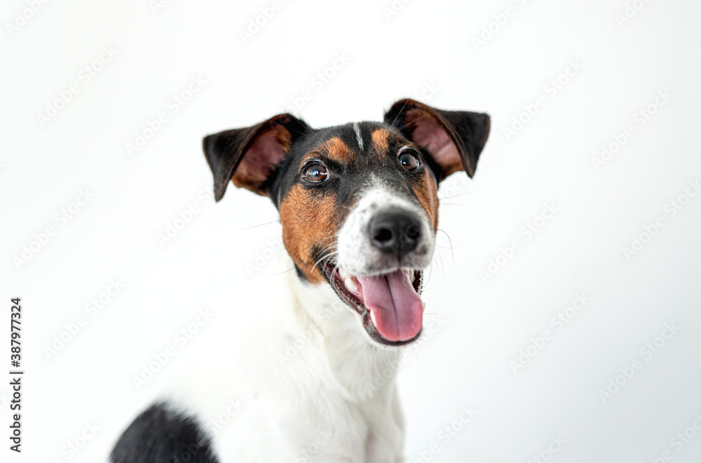 Fototapeta premium Smooth fox terrier dog