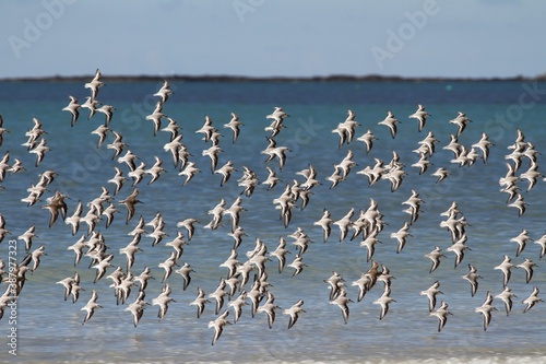 bécasseaux sanderling et autres oiseaux marins sur un rivage breton