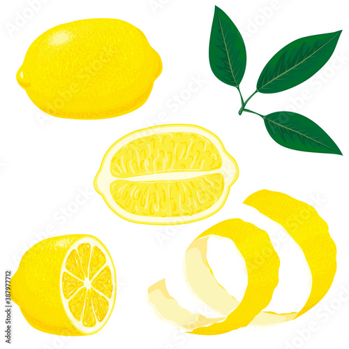 Set of whole, cut in half, sliced on pieces fresh lemons and leaves, lemon peel. Hand drawn vector illustration isolated on white background