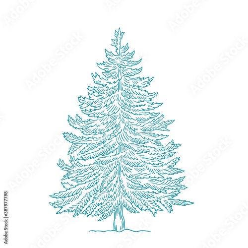 Christmas tree. Conifer spruce. New year fir-tree postcard background. Hand drawn contour vector line sketch.