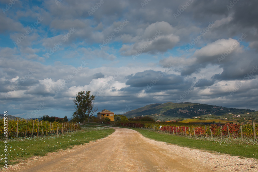 Road in the colors vineyard of Gualdo Cattaneo in Umbria, Italy