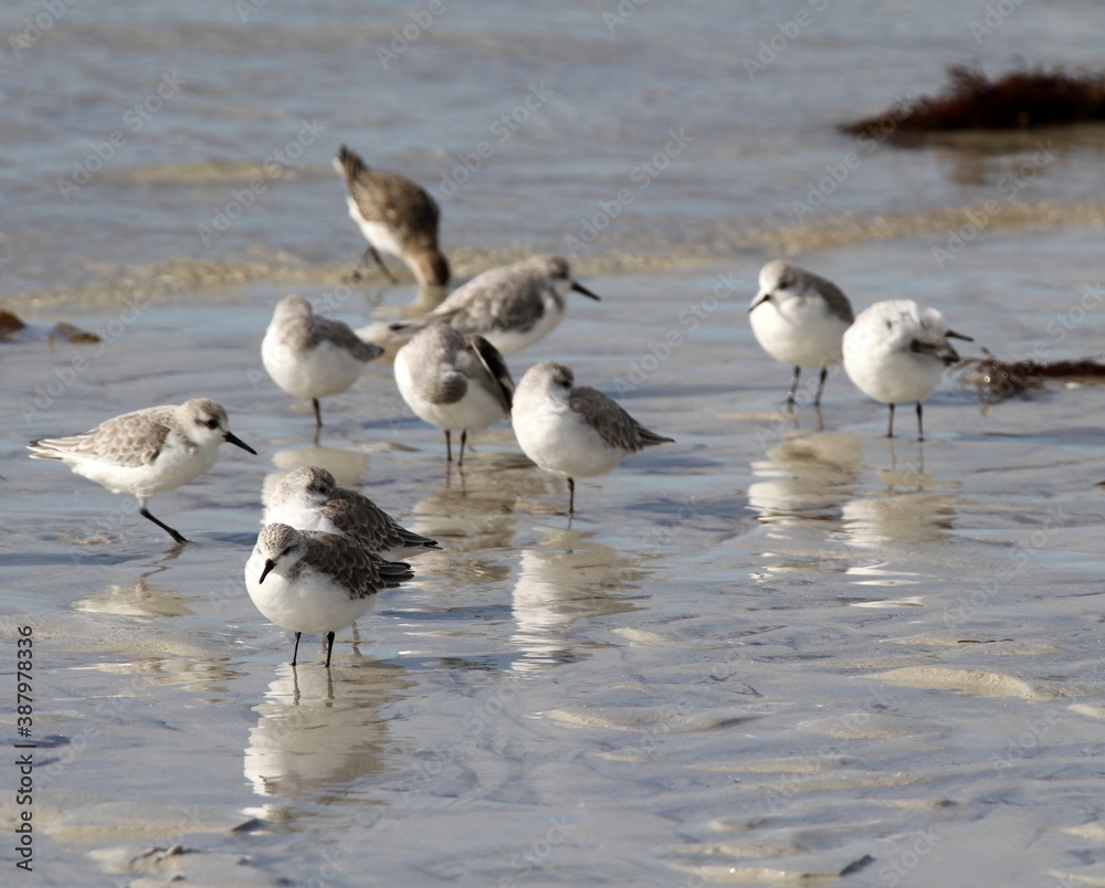 bécasseaux sanderling et autres oiseaux marins sur un rivage breton bécasseaux sanderling et autres oiseaux marins sur un rivage breton