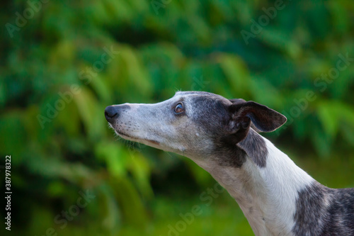 Whippet Paying Attention for Food © Premat