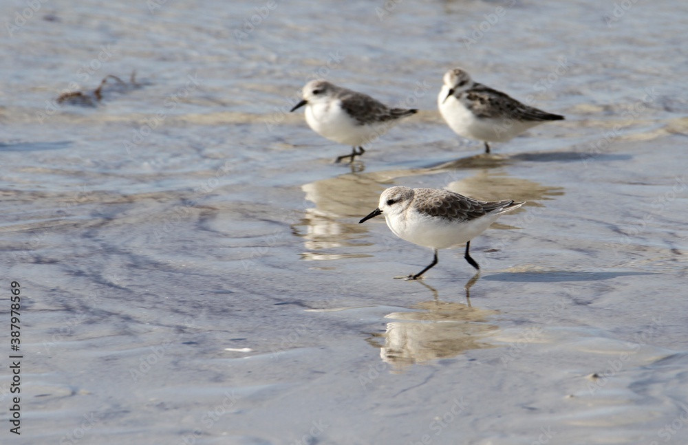 bécasseaux sanderling et autres oiseaux marins sur un rivage breton bécasseaux sanderling et autres oiseaux marins sur un rivage breton