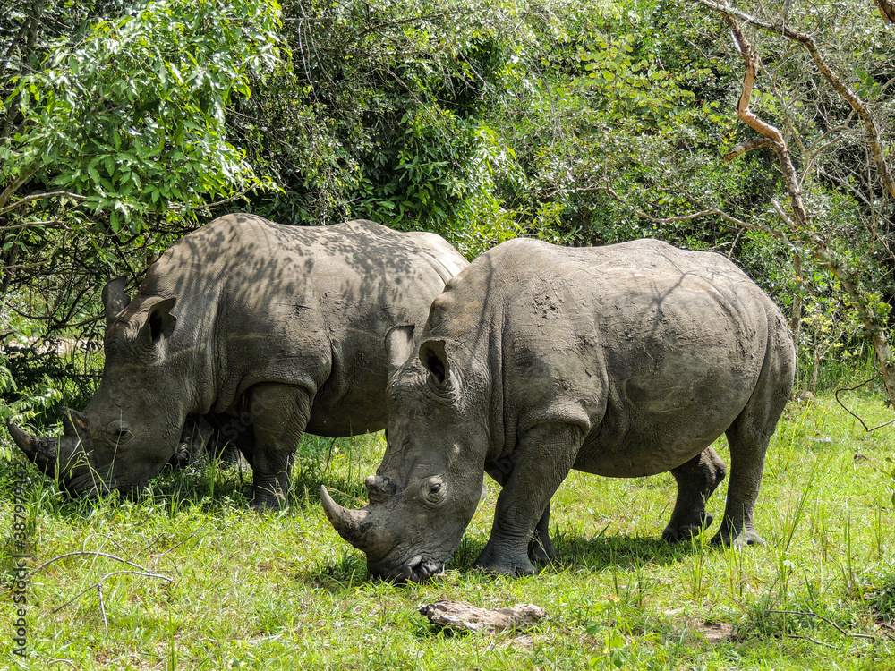Rhinos at Ziwa Rhino and Wildlife Ranch, Uganda Rhinos at Ziwa Rhino and Wildlife Ranch, Uganda