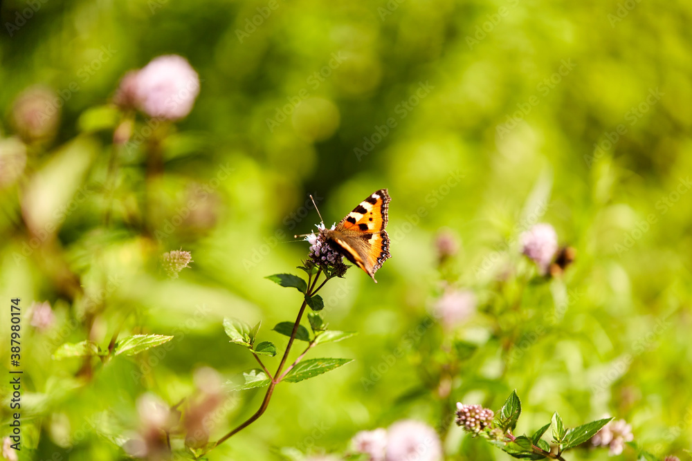 nature and insects concept - small tortoiseshell butterfly in summer garden