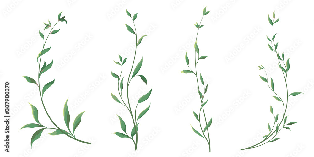 Elegant thin twigs of plants. Green curly leaves. Leaves and twigs on a white background. Elegant thin twigs of plants. Green curly leaves. Leaves and twigs on a white background.