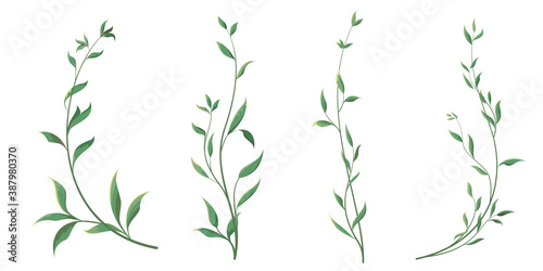 Elegant thin twigs of plants. Green curly leaves. Leaves and twigs on a white background.