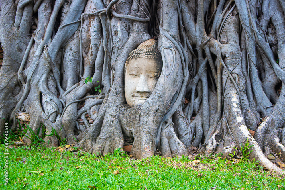 Buddha head embedded in a Banyan tree 