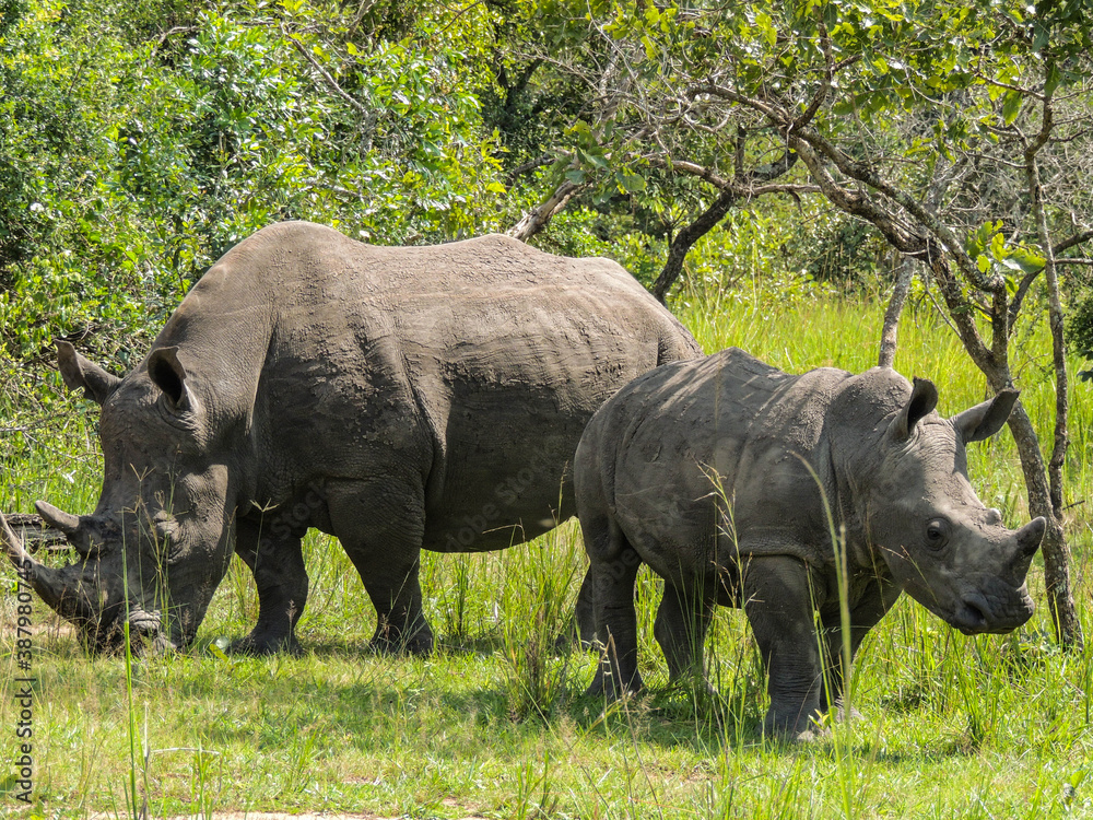 Rhinos at Ziwa Rhino and Wildlife Ranch, Uganda Rhinos at Ziwa Rhino and Wildlife Ranch, Uganda