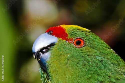 Yellow-fronted Parakeet (Cyanoramphus auriceps) photo