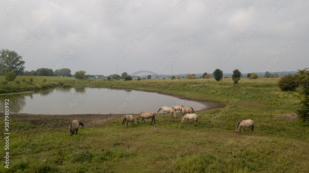 Fototapeta premium Konik horses near bridge over river Rhine in Holland