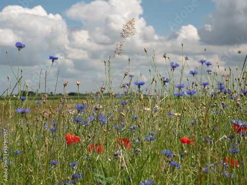 Field of flowering cornflowers, blue flowers of cornflowers and other colored flowers