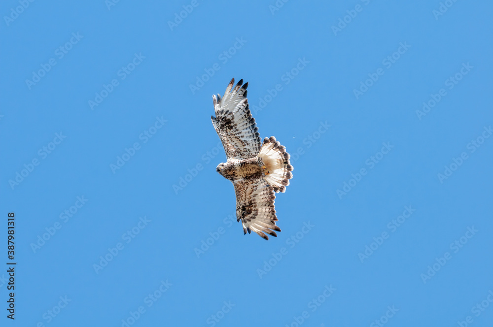 Fototapeta premium Rough-legged Buzzard (Buteo lagopus) in Barents Sea coastal area, Russia