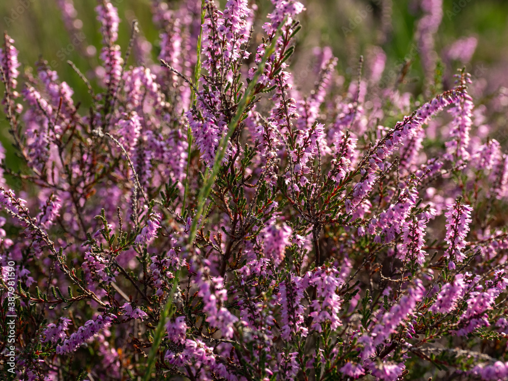 Fototapeta premium Purple blooming heather near a place called Hilversum in the Netherlands