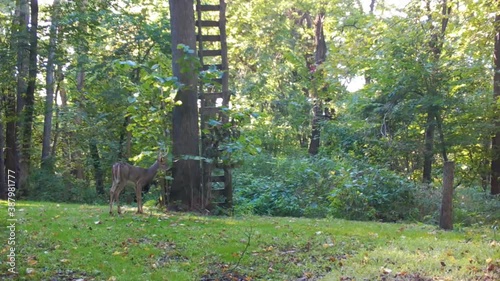 Male whitetail deer cautiously grazing on clover below a home made hunter's deer stand in early autumn photo